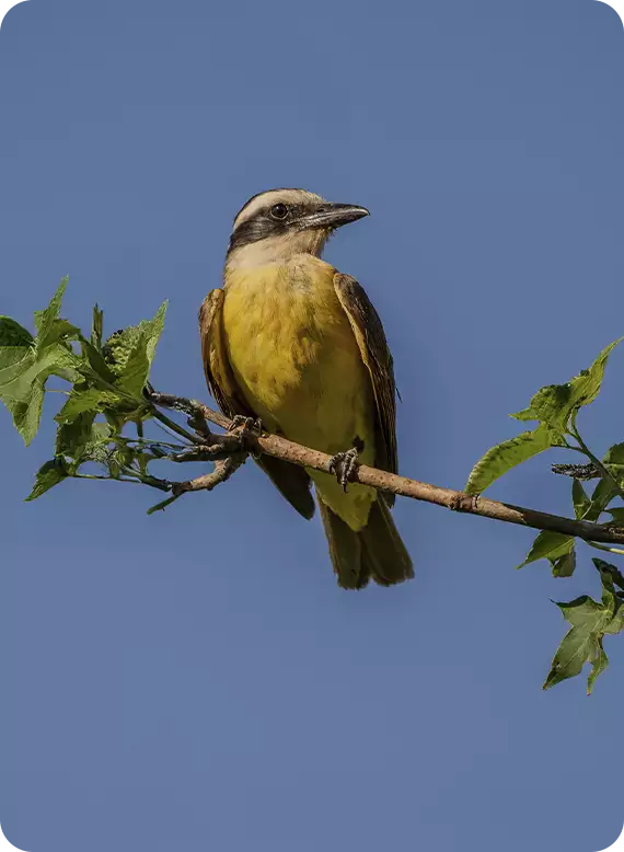 Foto de Fauna e Flora em harmonia